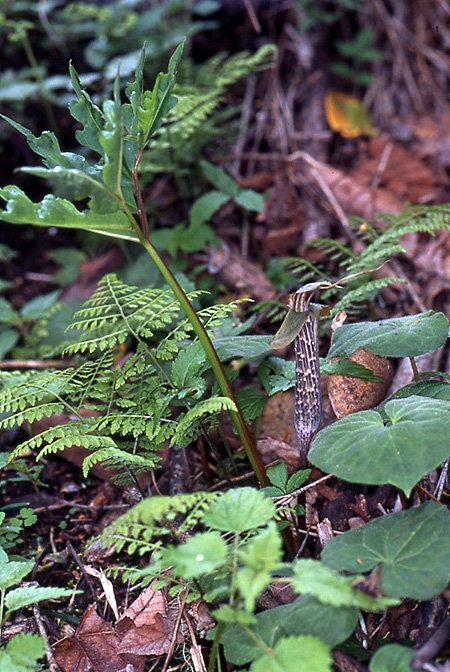 Arisaema auriculatum