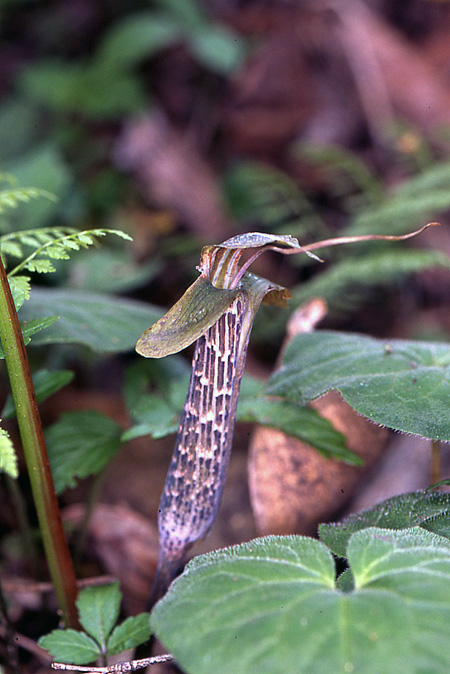 Arisaema auriculatum
