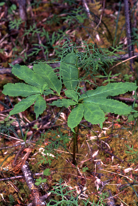 Arisaema auriculatum
