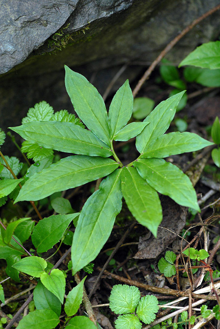 Arisaema auriculatum