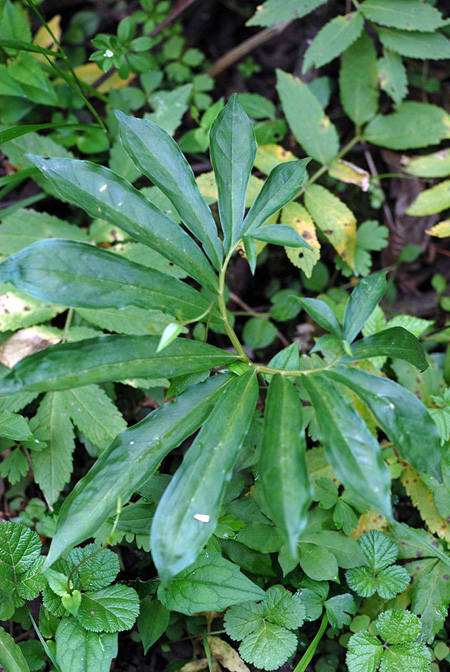 Arisaema auriculatum