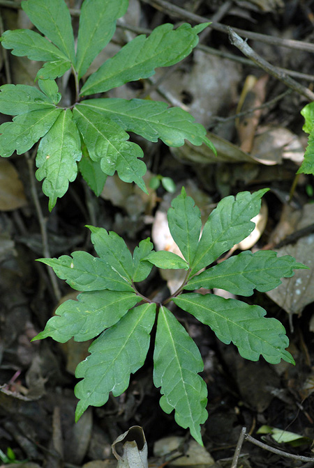 Arisaema auriculatum