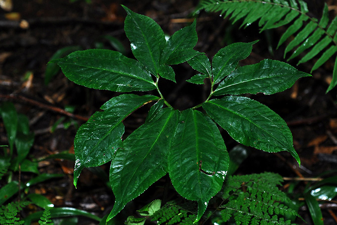 Arisaema auriculatum