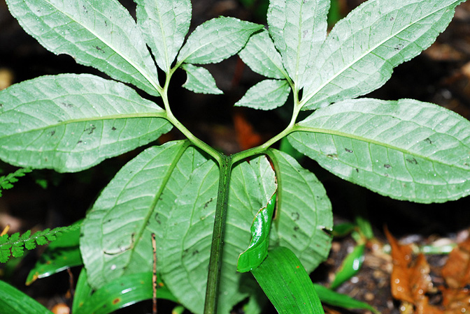 Arisaema auriculatum