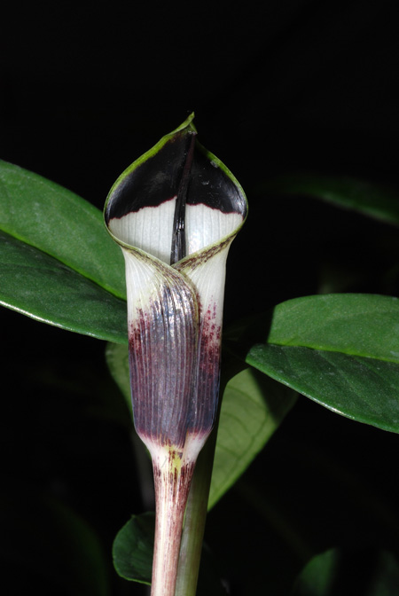 Arisaema averyanovii