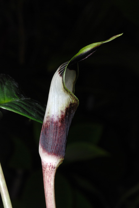 Arisaema averyanovii