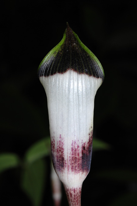 Arisaema averyanovii