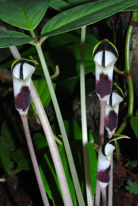 Arisaema averyanovii