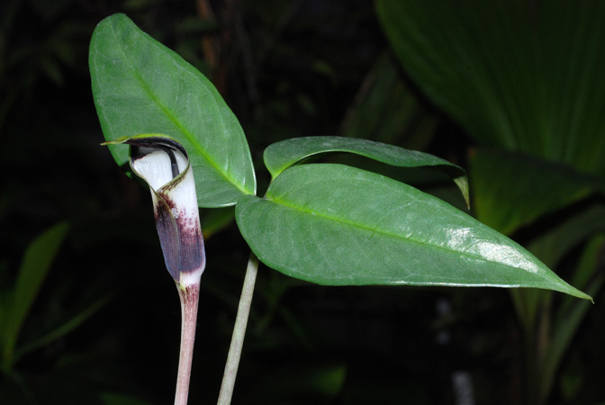Arisaema averyanovii