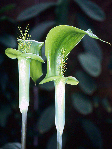 Arisaema balansae