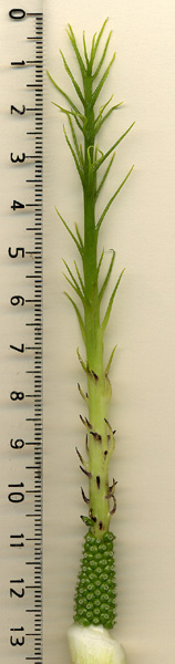 Arisaema balansae