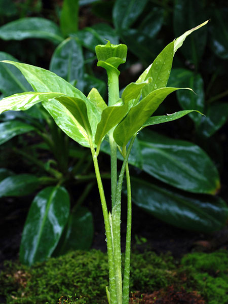 Arisaema bannaense