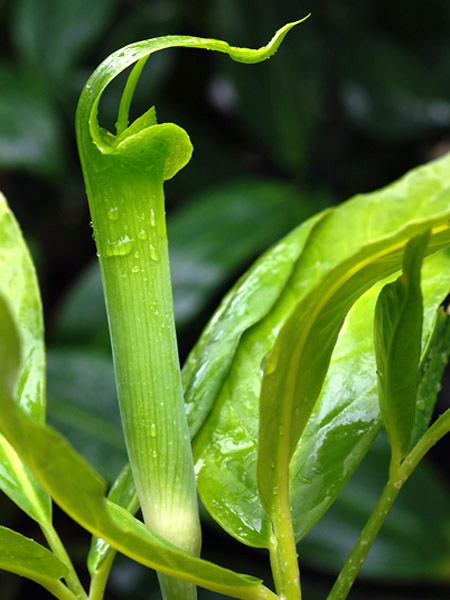 Arisaema bannaense