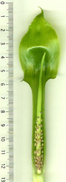 Arisaema bannaense