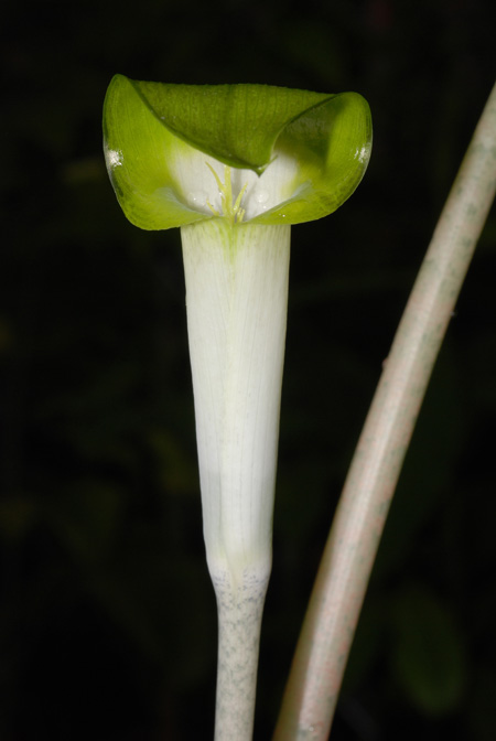 Arisaema barbatum