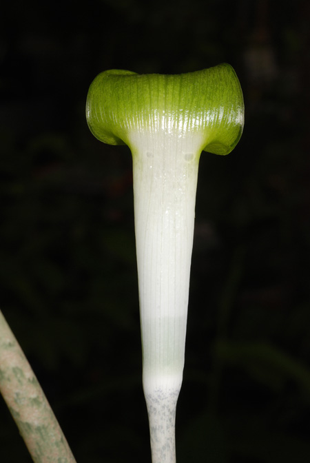 Arisaema barbatum