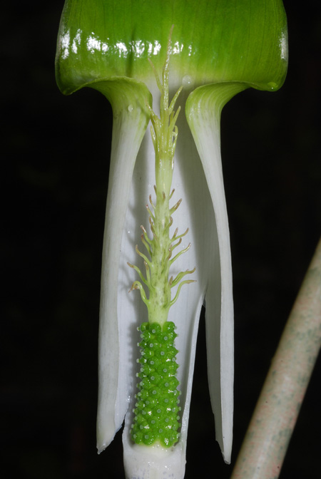 Arisaema barbatum