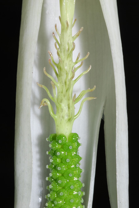 Arisaema barbatum