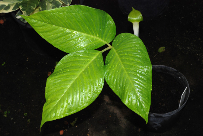 Arisaema barbatum
