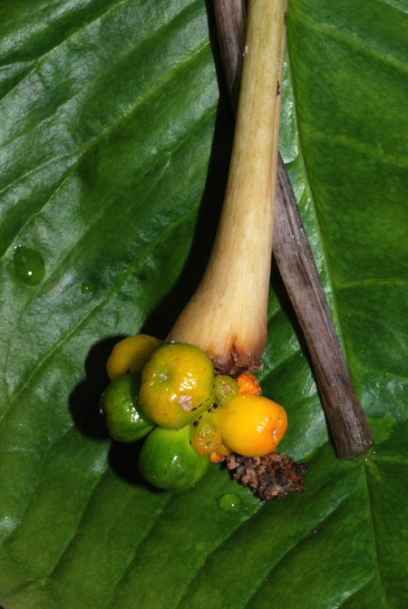 Arisaema barbatum