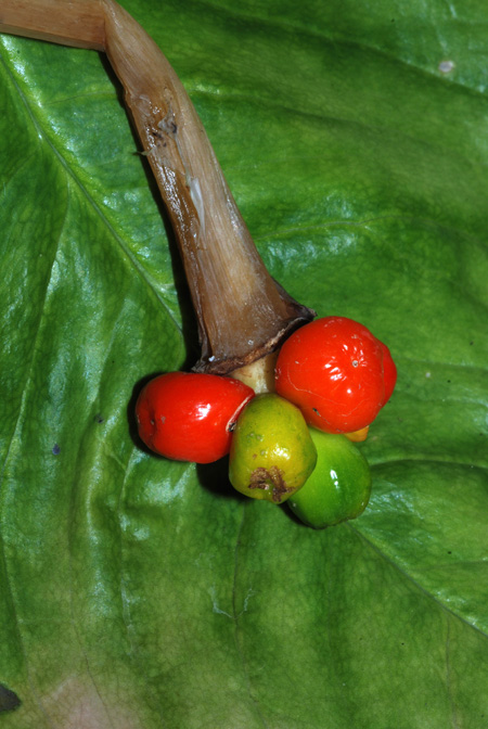 Arisaema barbatum