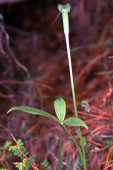 Arisaema bathycoleum