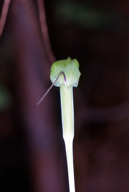 Arisaema bathycoleum