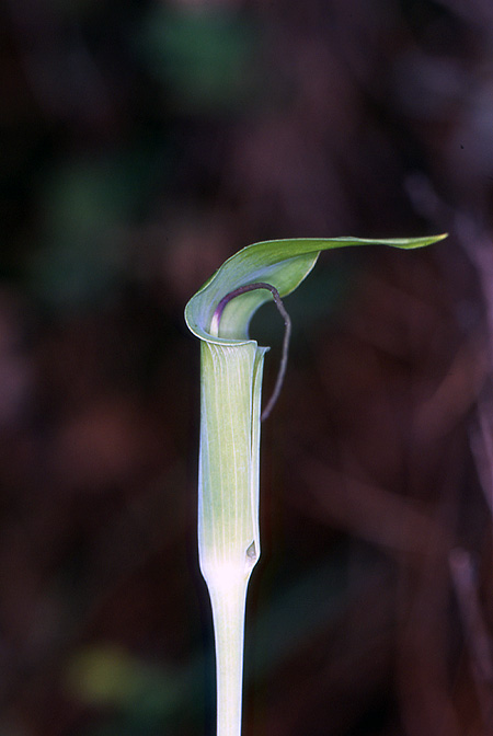 Arisaema bathycoleum