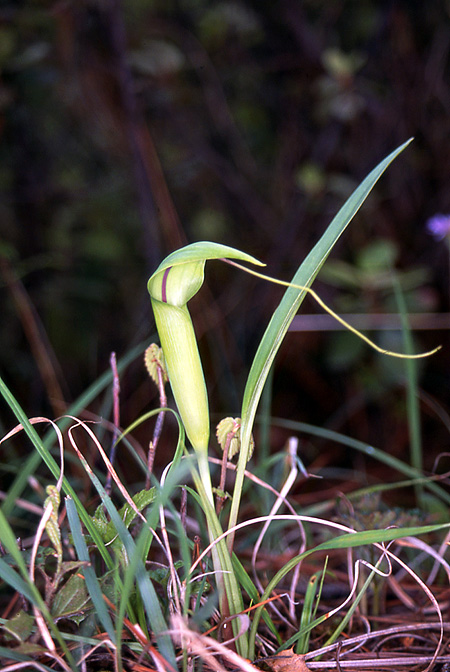 Arisaema bathycoleum