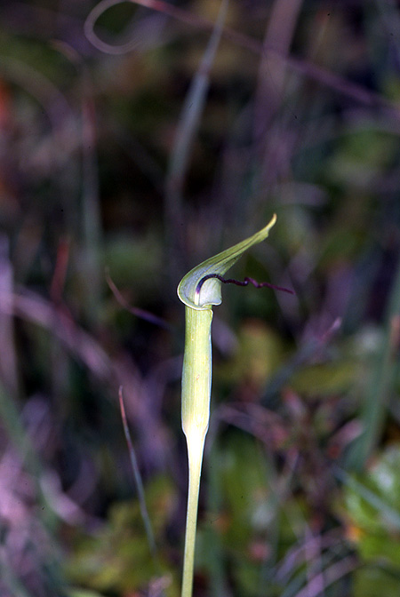 Arisaema bathycoleum