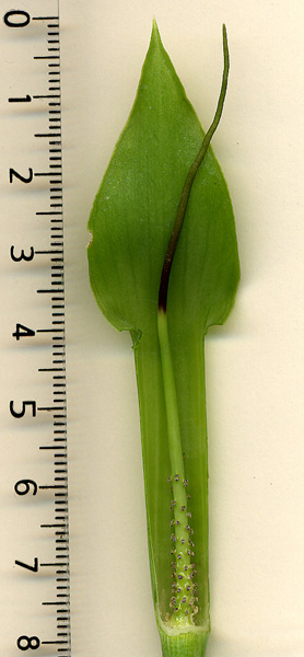 Arisaema bathycoleum