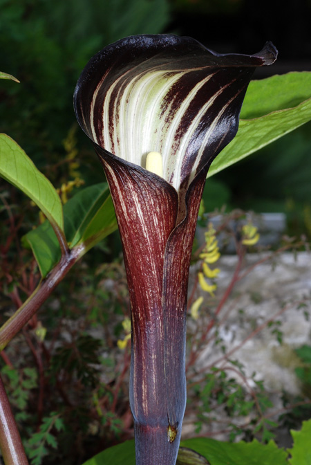 Arisaema bockii
