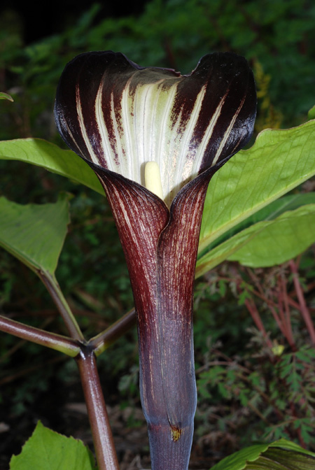 Arisaema bockii
