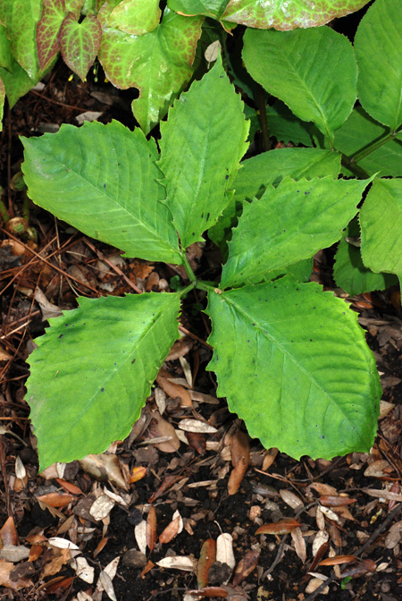 Arisaema bockii
