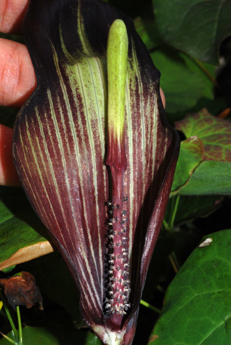 Arisaema bockii