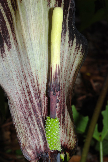 Arisaema bockii