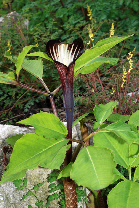 Arisaema bockii