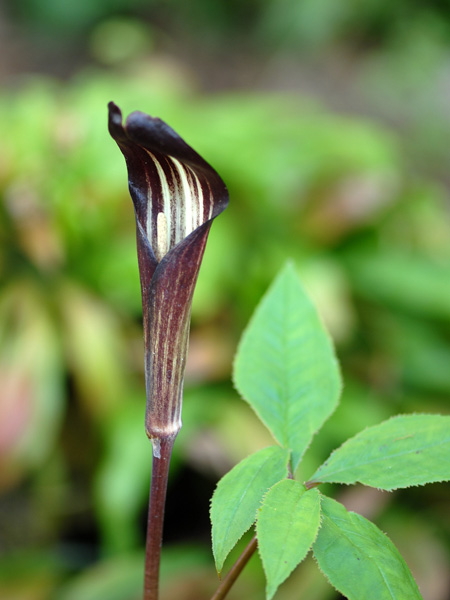Arisaema bockii