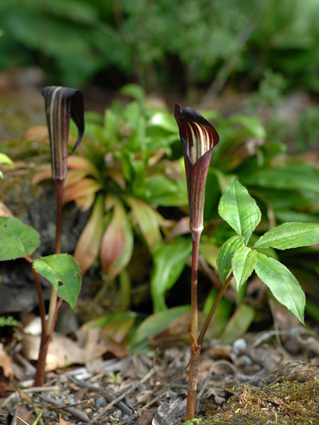 Arisaema bockii