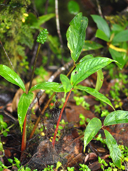 Arisaema brinchangense