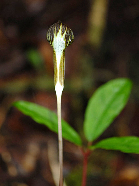 Arisaema brinchangense