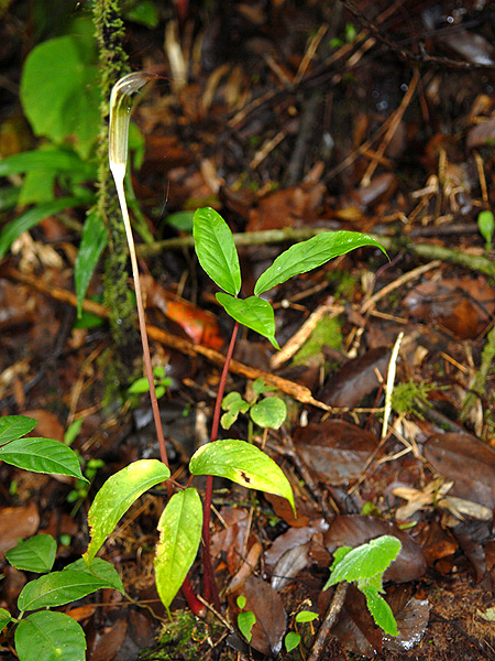 Arisaema brinchangense