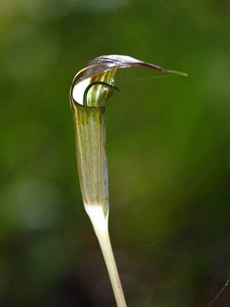 Arisaema brinchangense