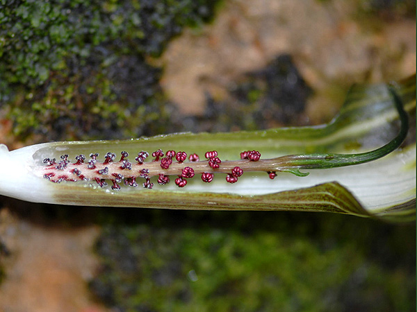 Arisaema brinchangense