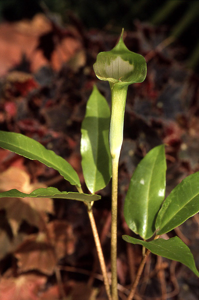 Arisaema calcareum