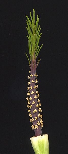 Arisaema calcareum