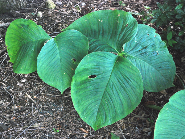 Arisaema candidissimum