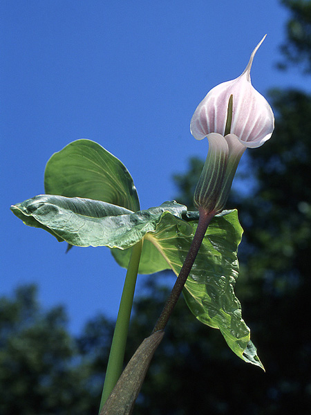 Arisaema candidissimum