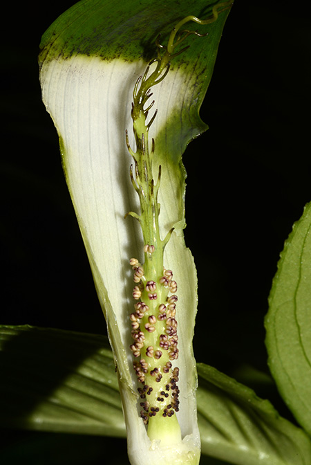 Arisaema chauvanminhii