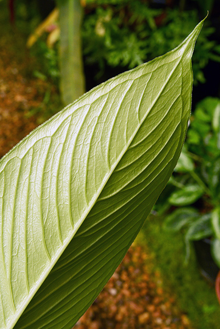 Arisaema chauvanminhii